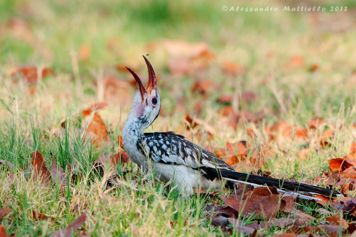 Damara Red-billed hornbill