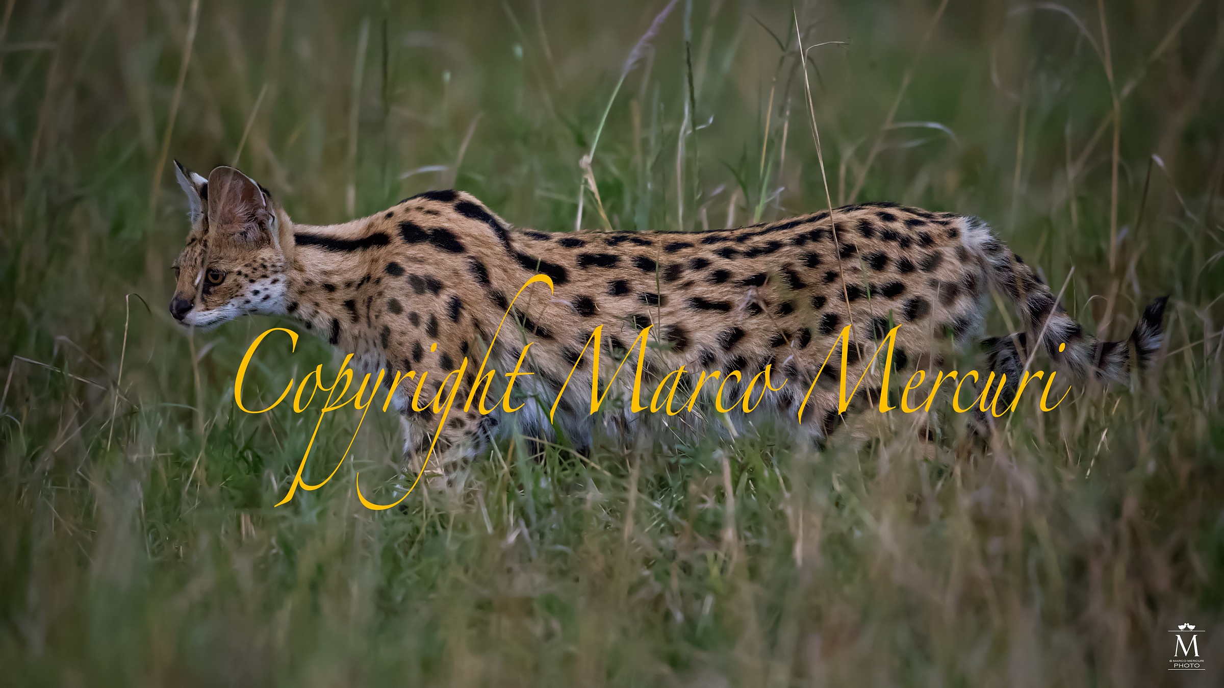 Sul Finire della Giornata: Il Serval