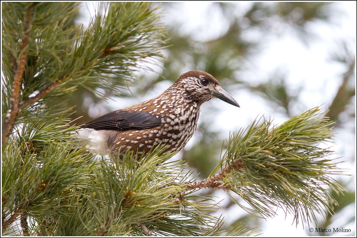 Nucifraga caryocatactes - Nocciolaia