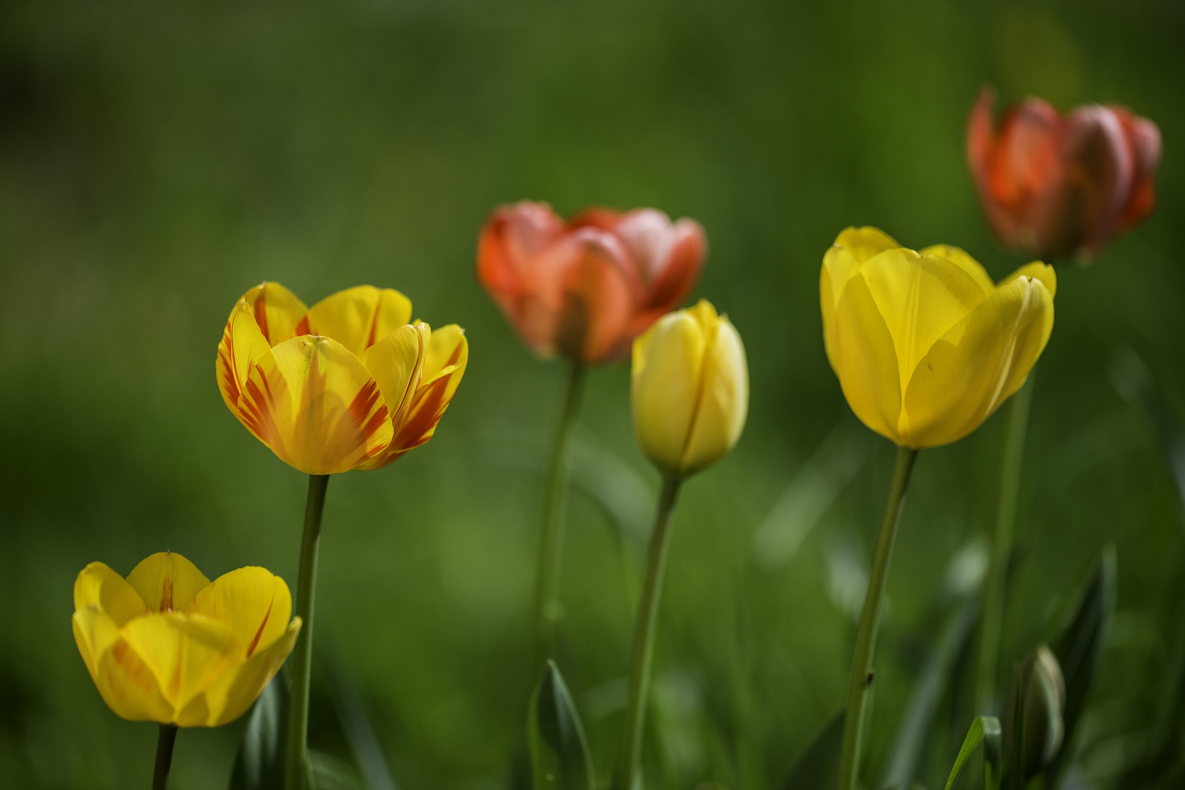 Tulipani baciati dal vento