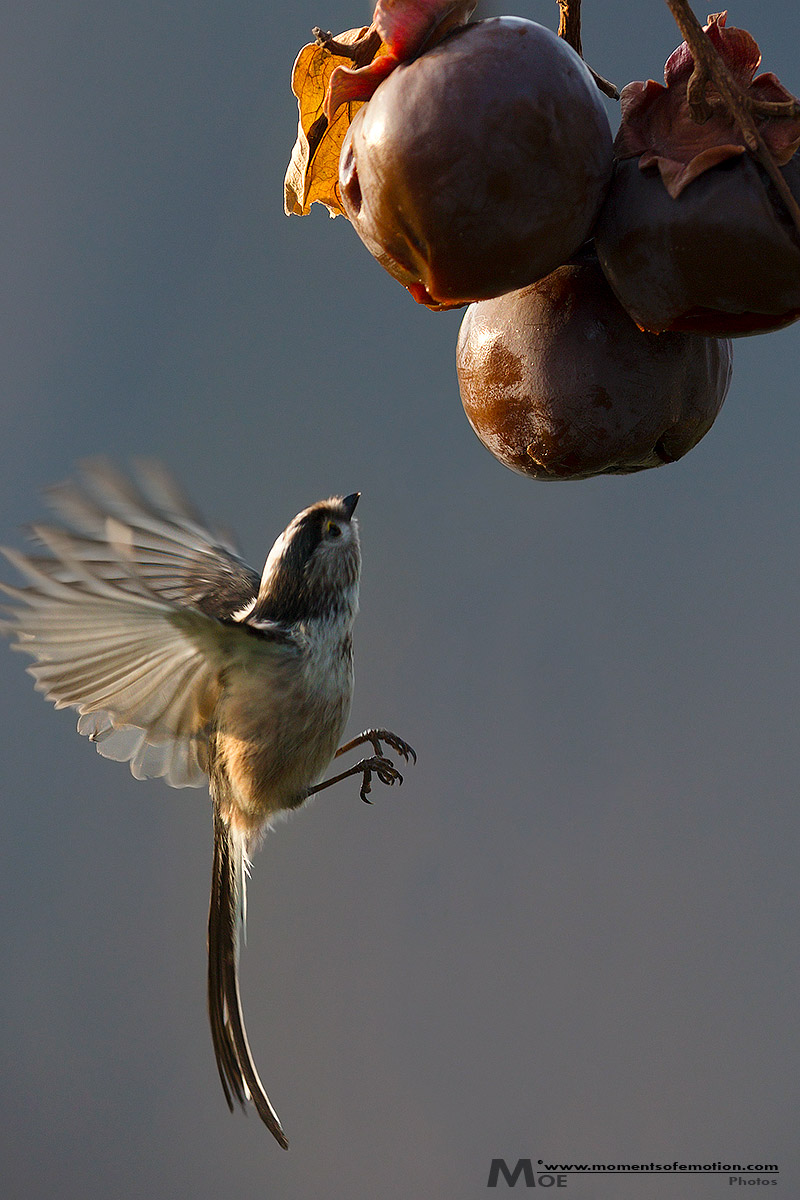 Tit to conquer a sweet morsel