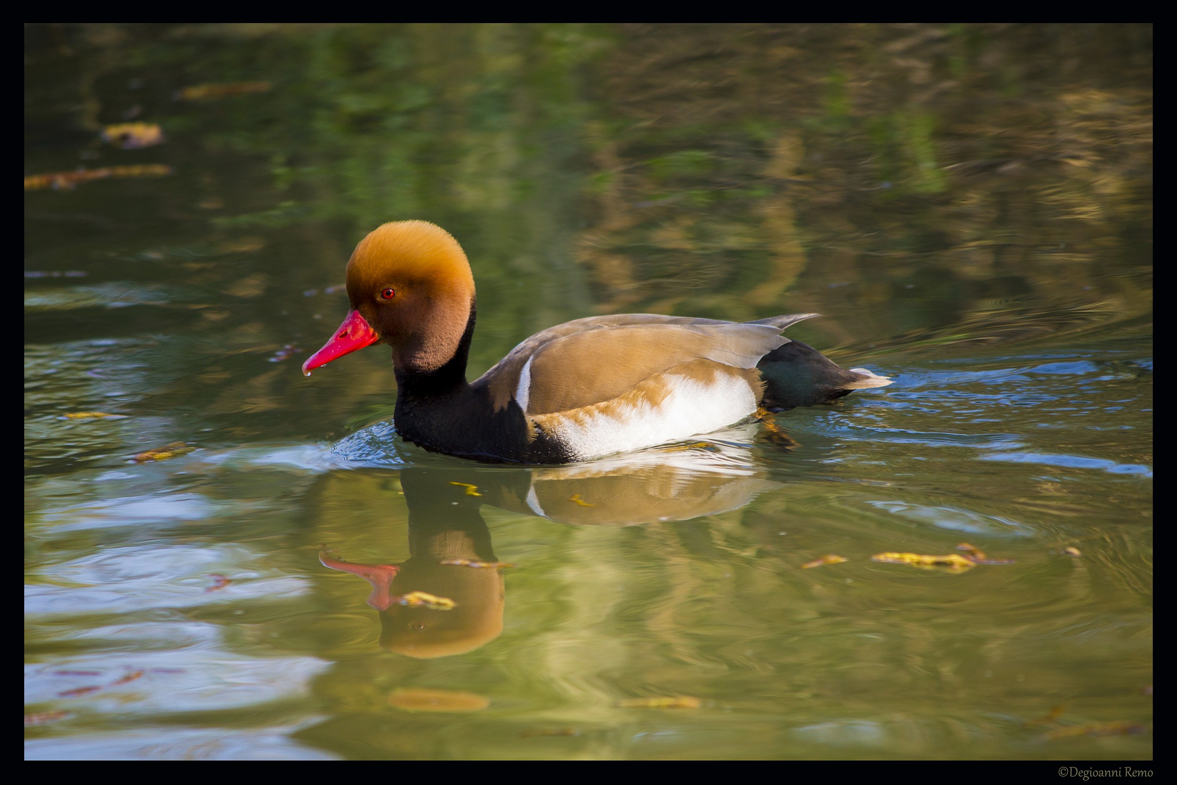 Pochard turkish