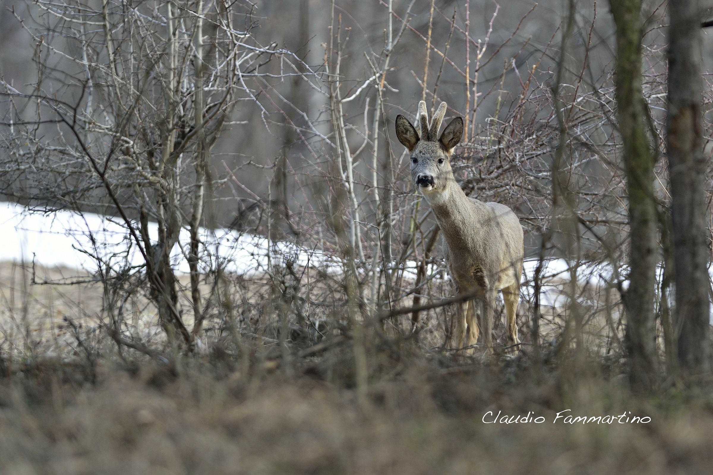 Roe deer in velvet