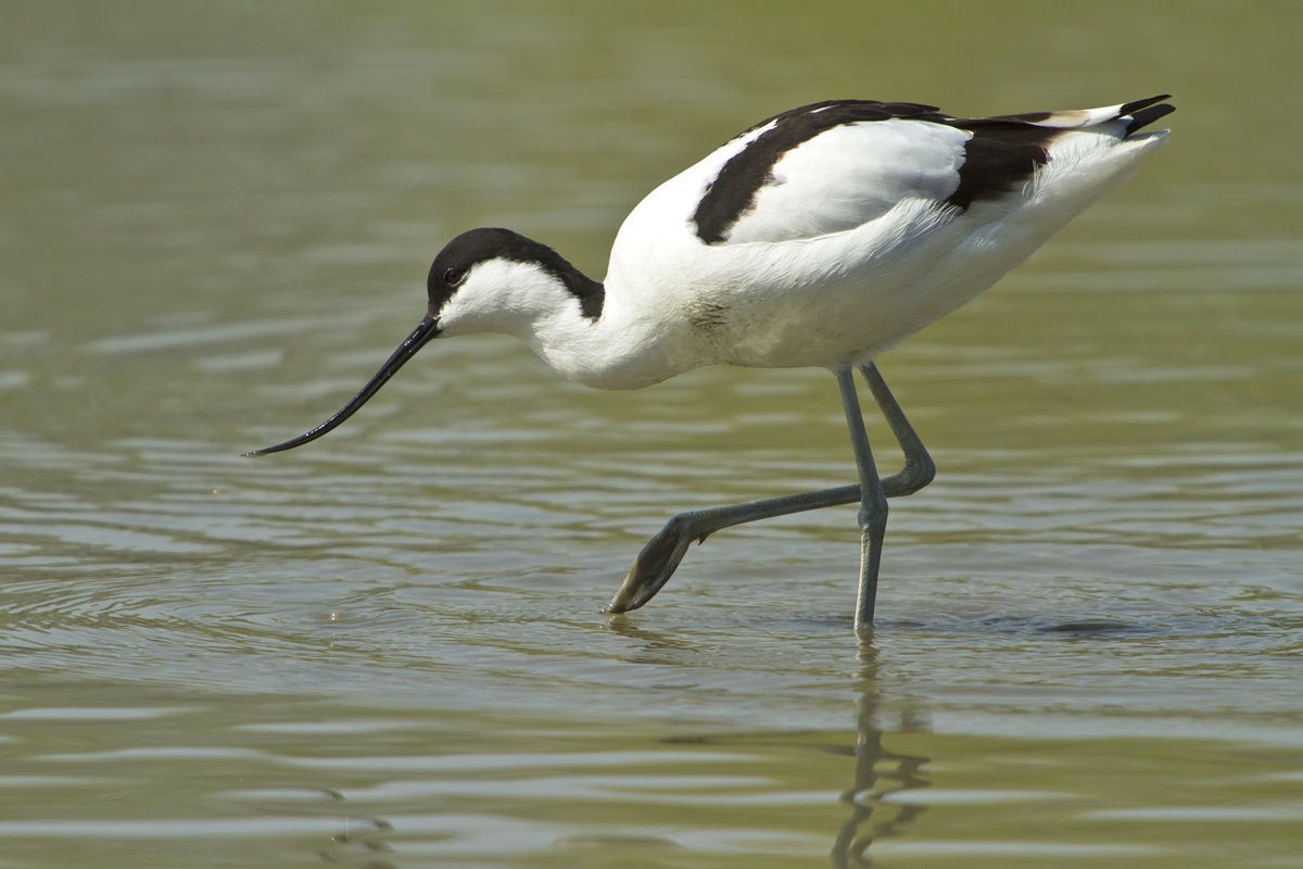 Avocet