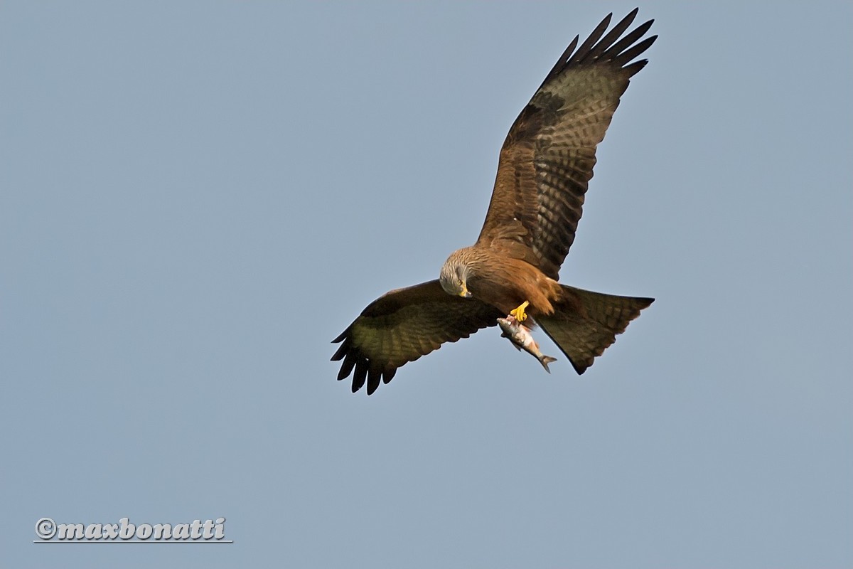 Black Kite (Milvus migrans)