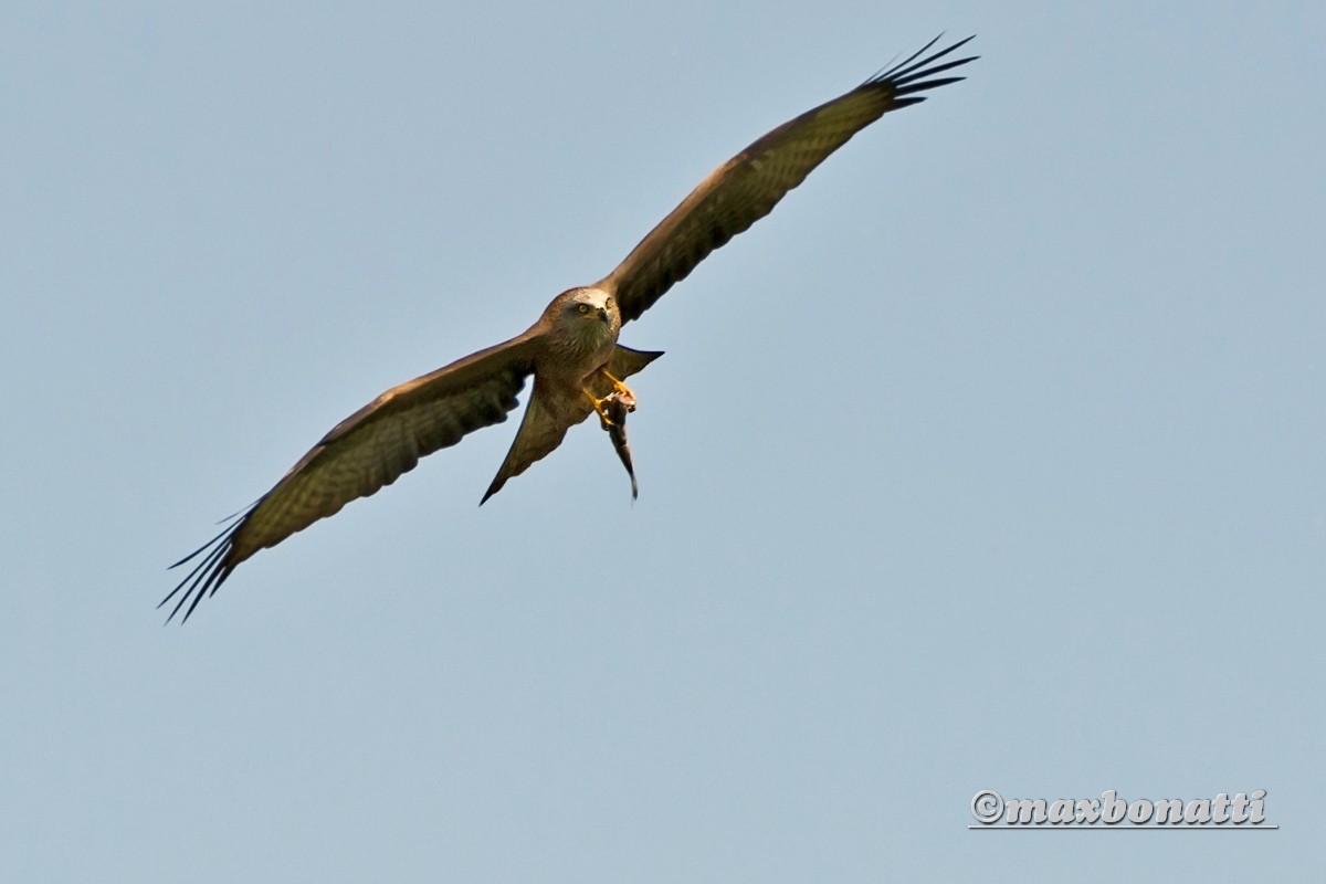 Black Kite (Milvus migrans)