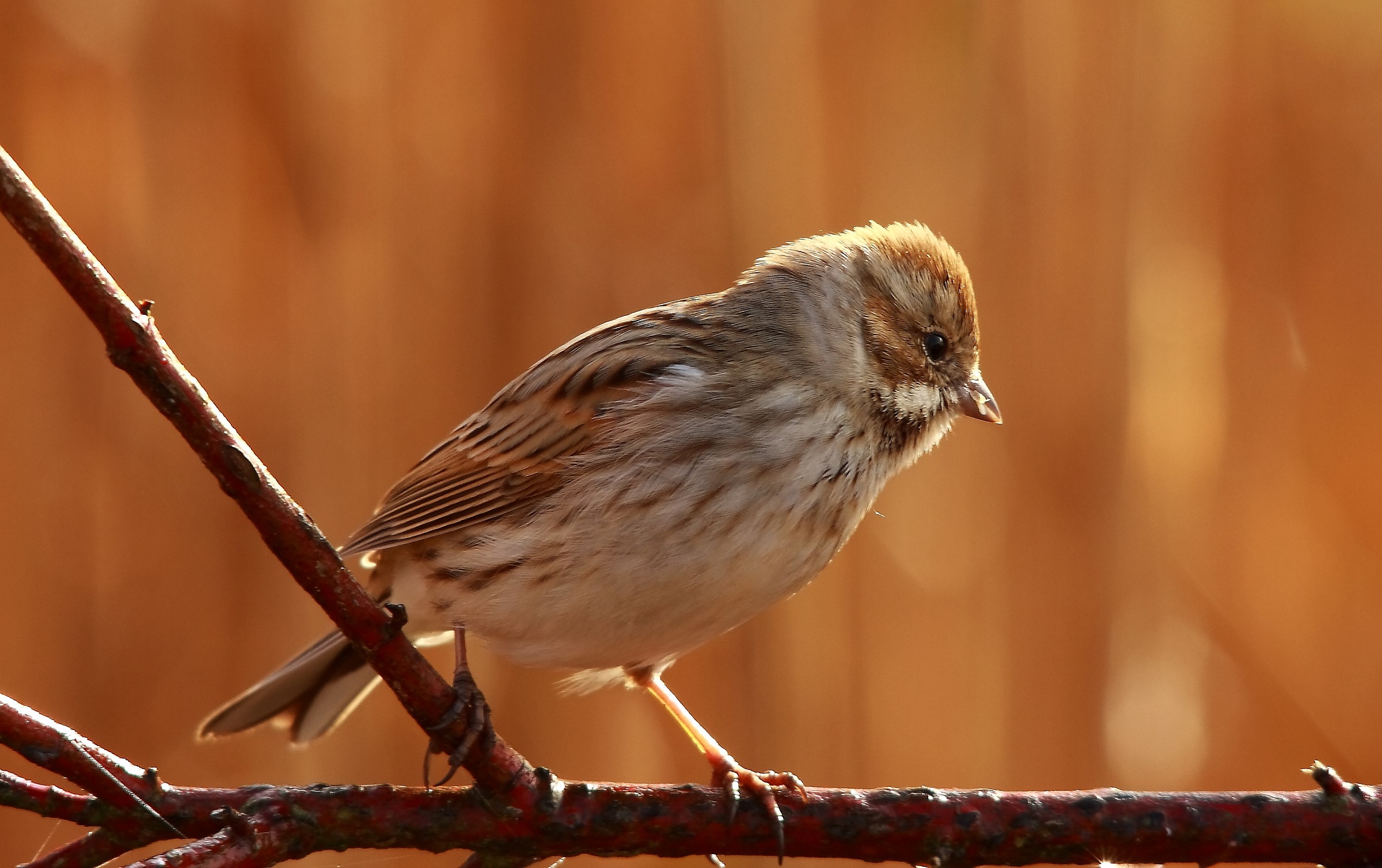 Bunting oasis alberone