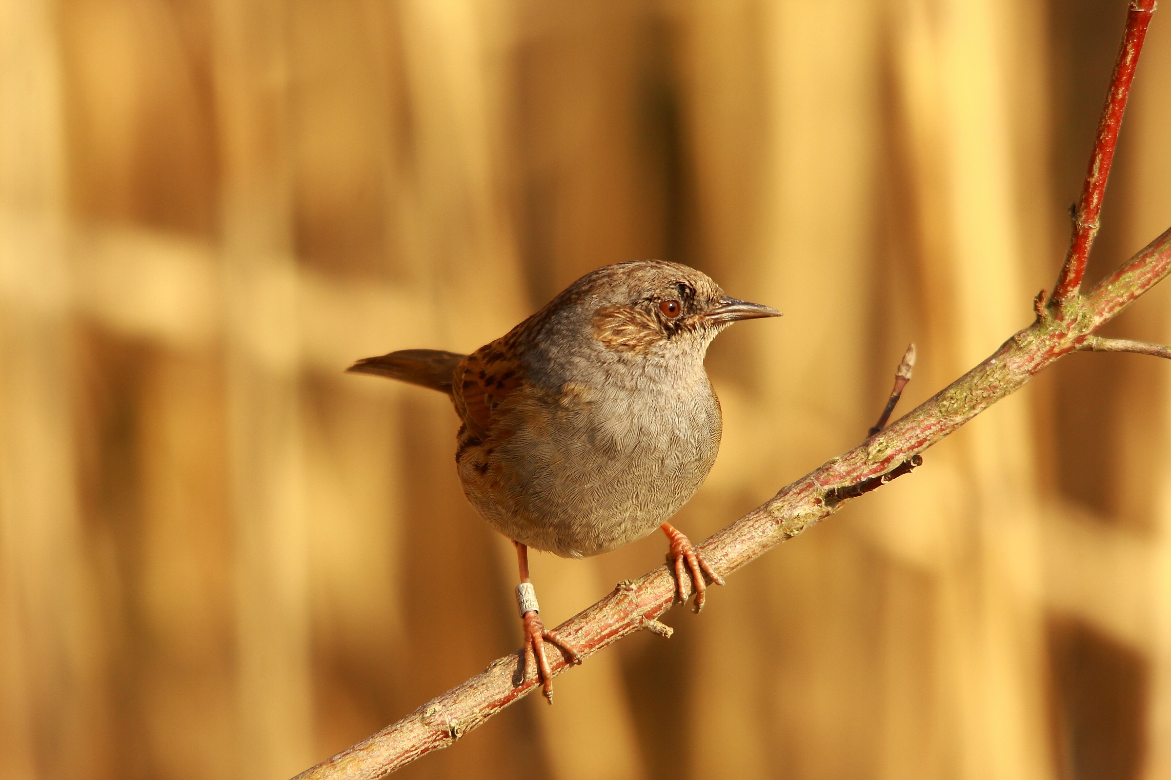 Dunnock oasis alberone