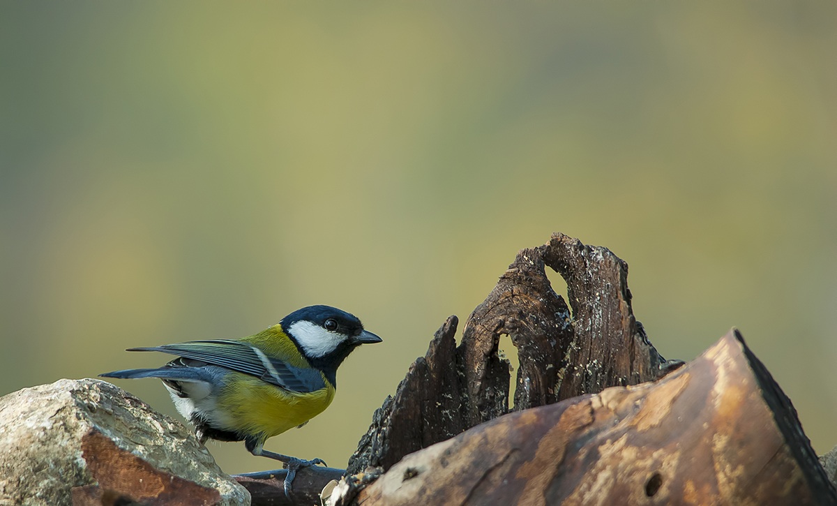 Great Tit