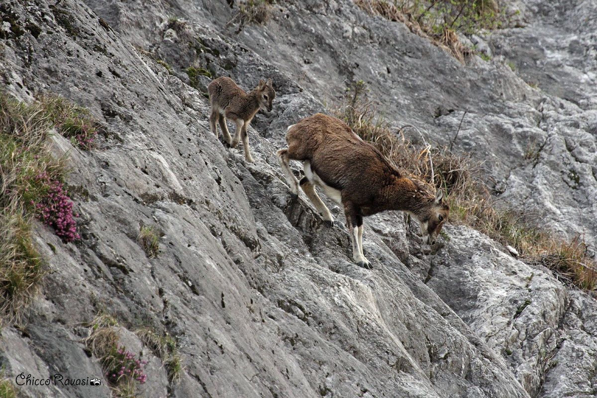 Muflone femmina con piccolo.