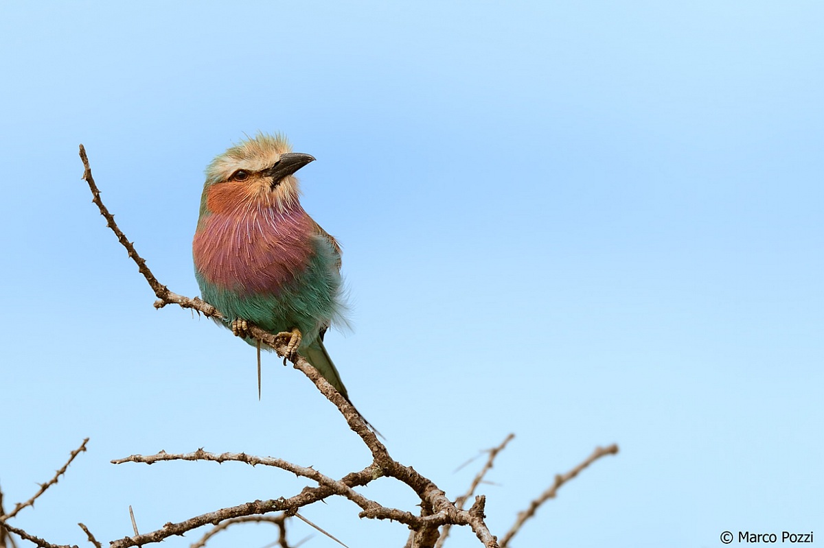 Jay Lilac-breasted Roller