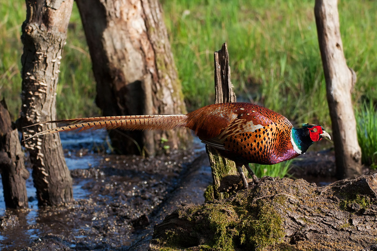 Male Pheasant