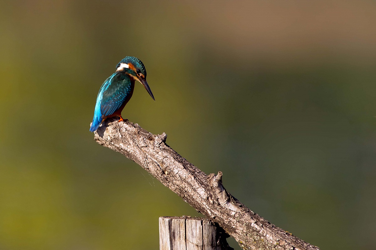 Kingfisher