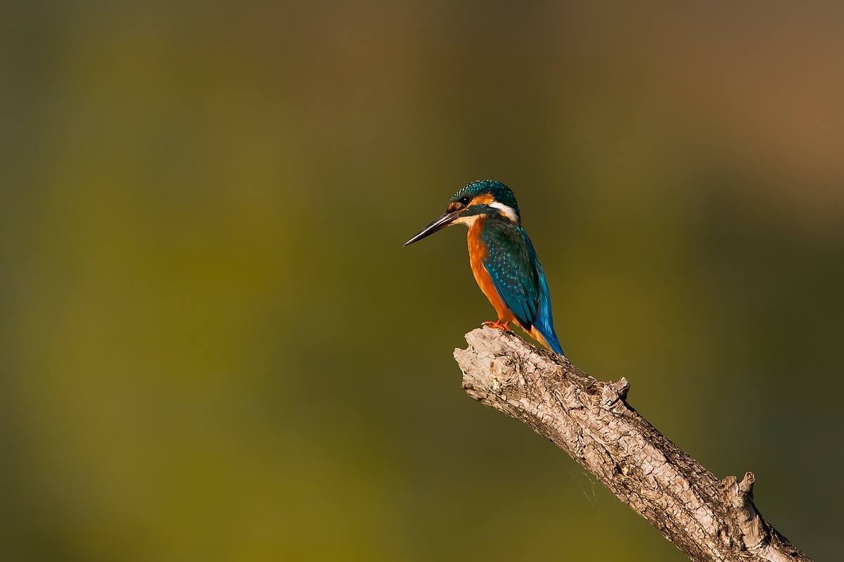 Kingfisher (1)