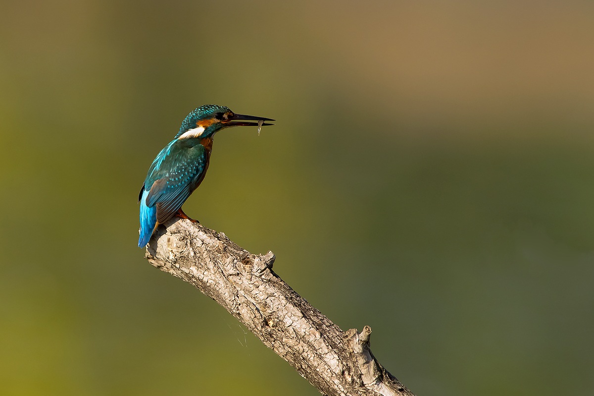 Kingfisher with small prey