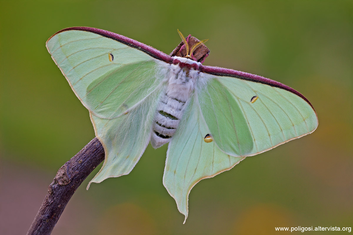Actias artemis
