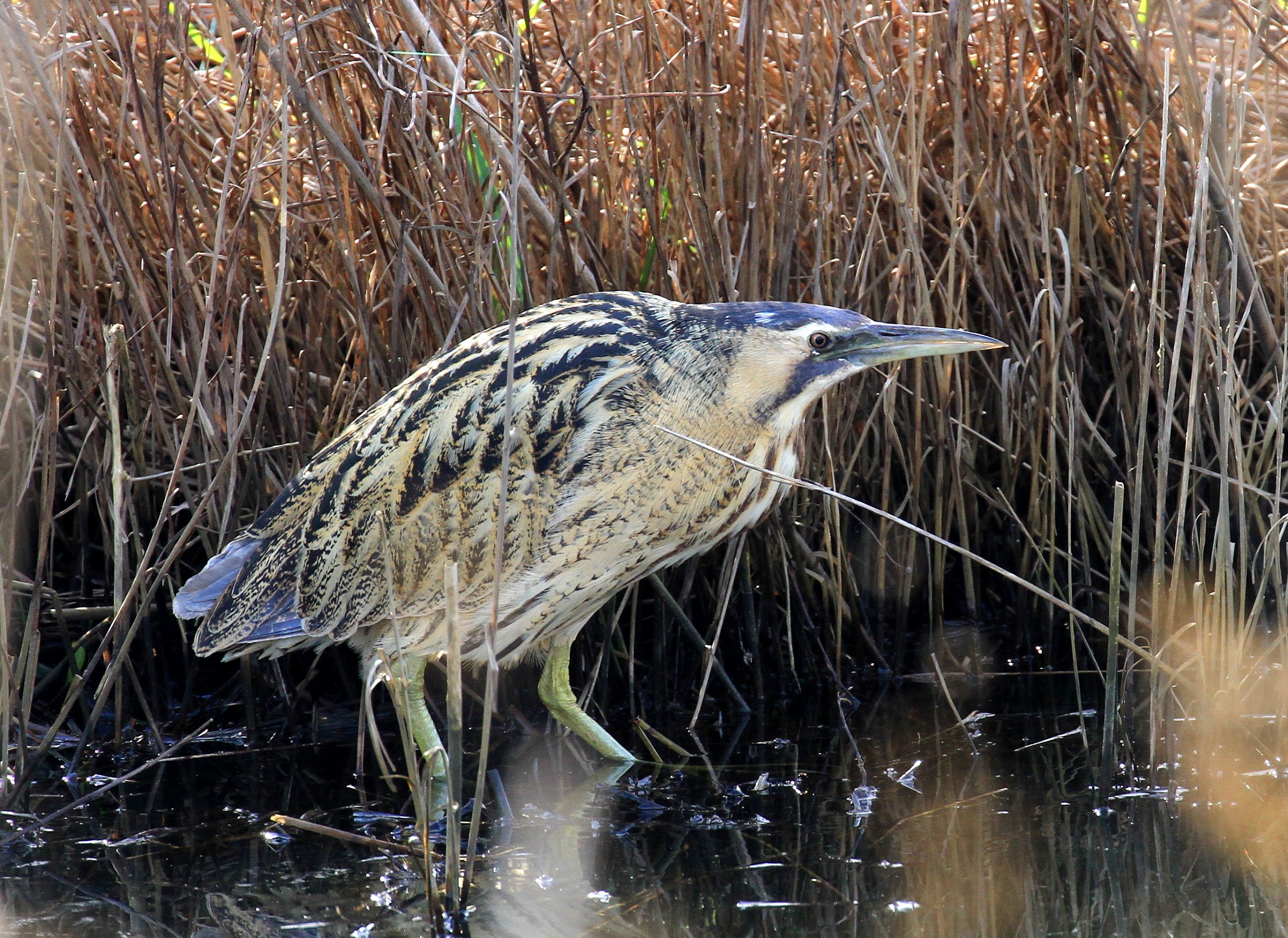 The Bittern