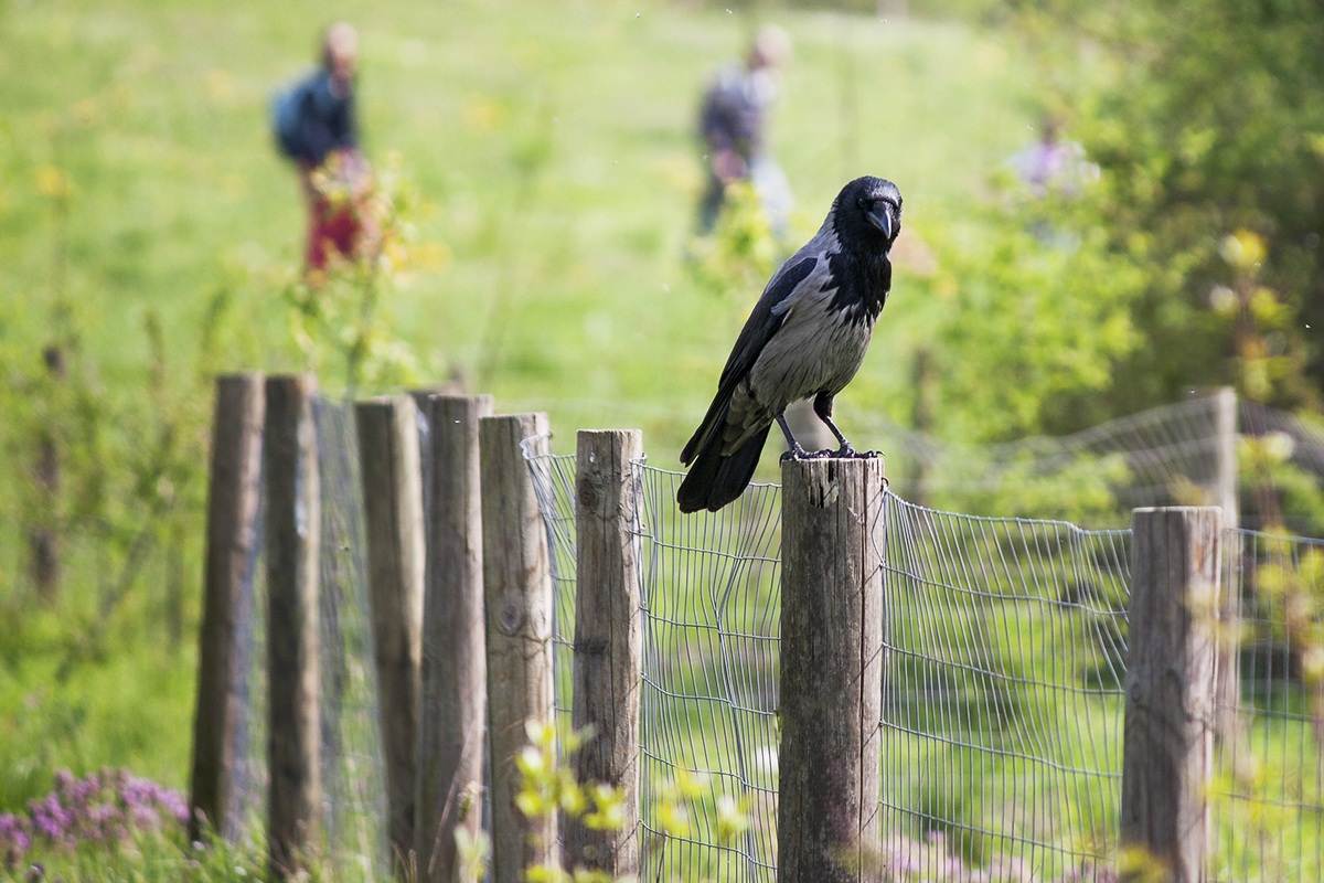 Cornacchia grigia...
