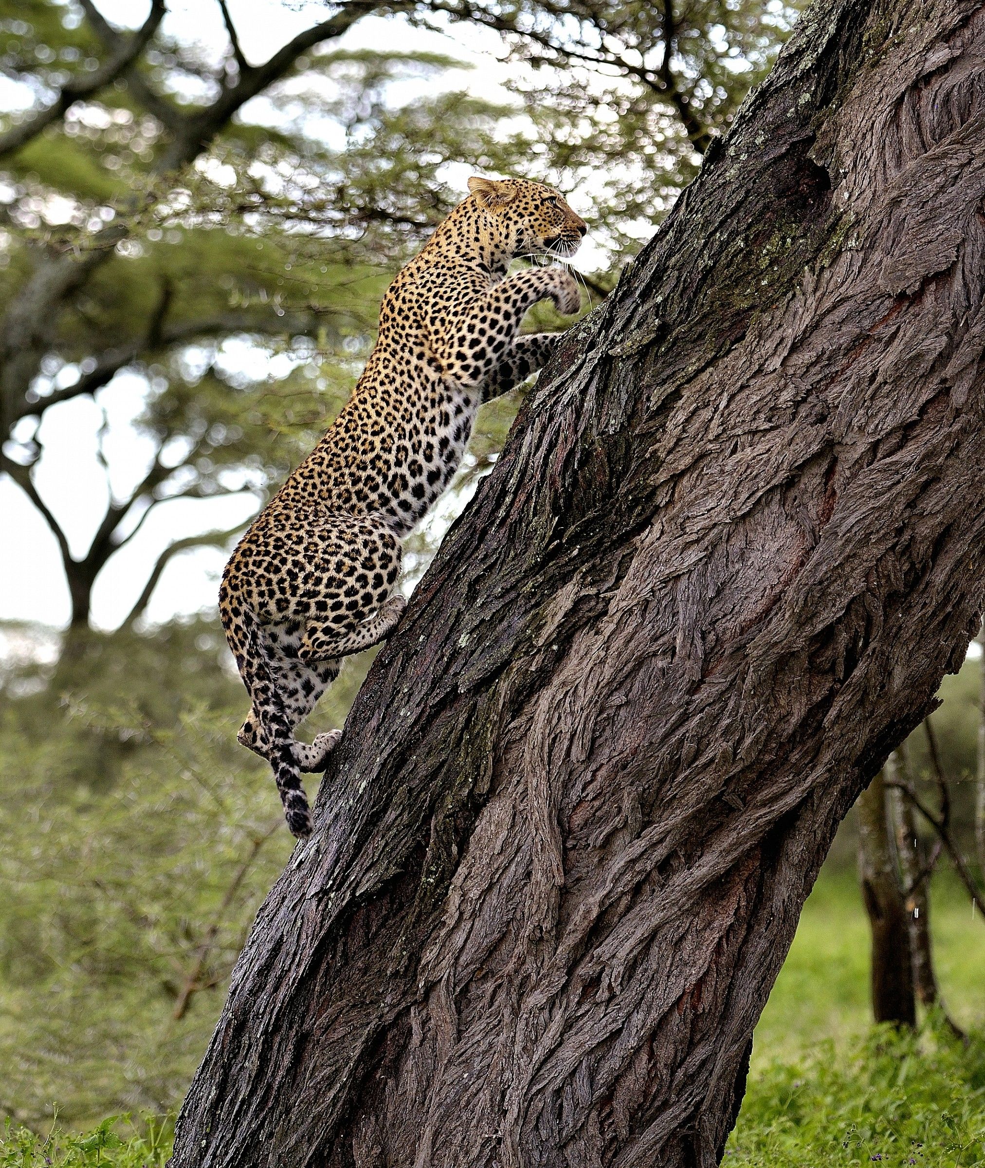 Ngorongoro Cocervation Area - leopardo