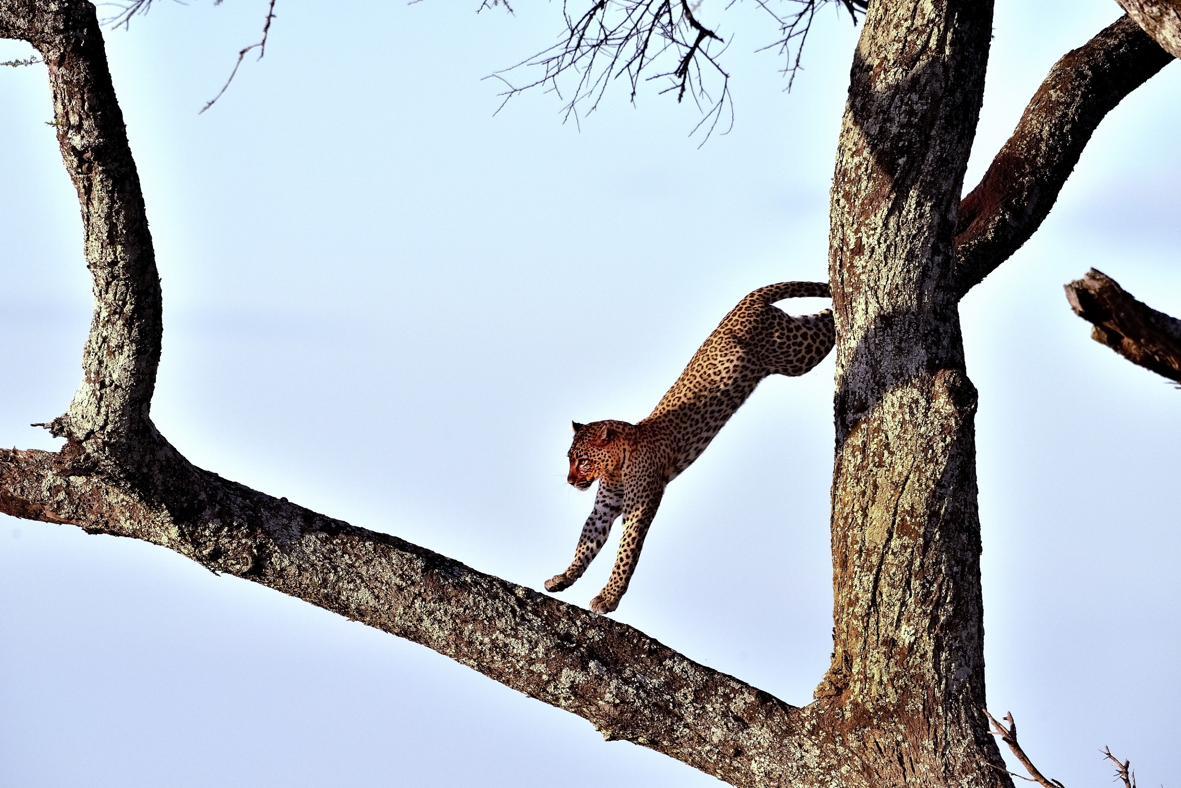 Serengeti - leopardo