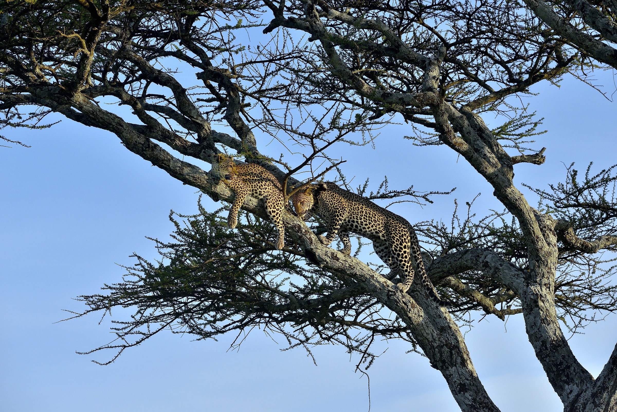 Serengeti - leopardi