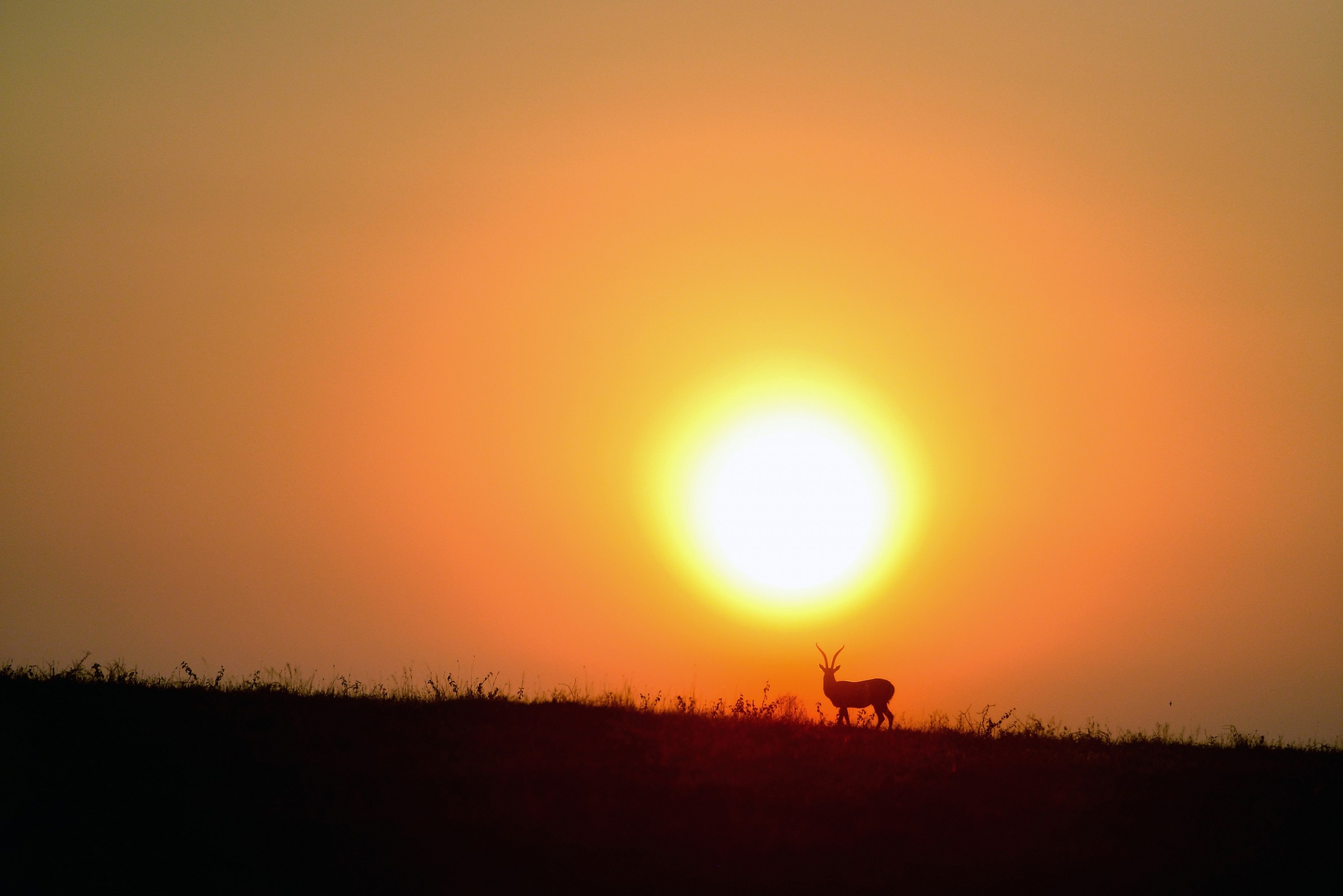 Serengeti - Gazella all'alba
