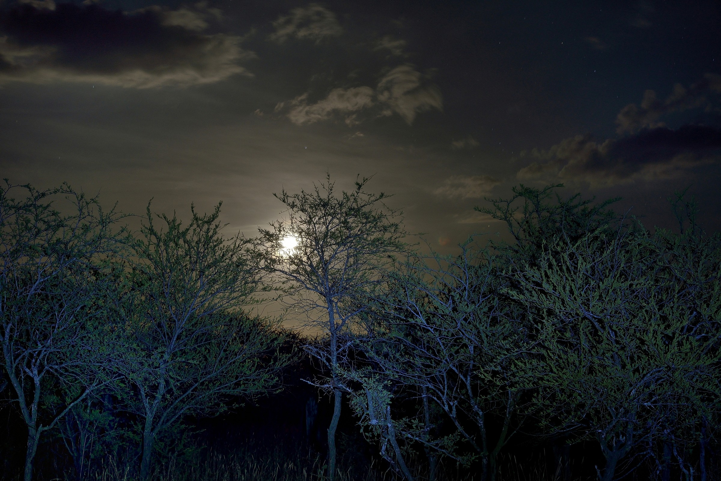 Serengeti - noturna nel bush