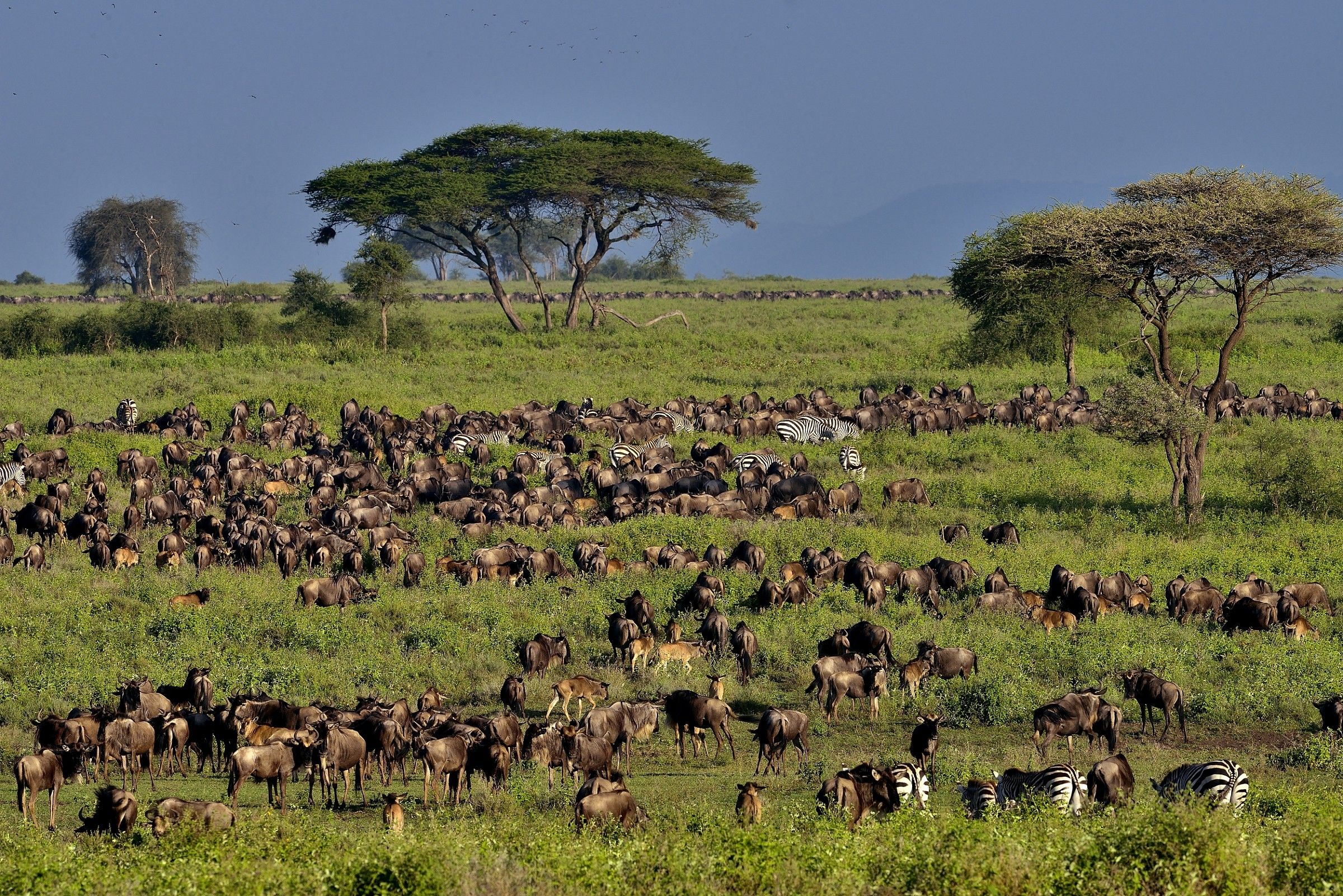 Ngorongoro Conservation Area - La grande Migrazione