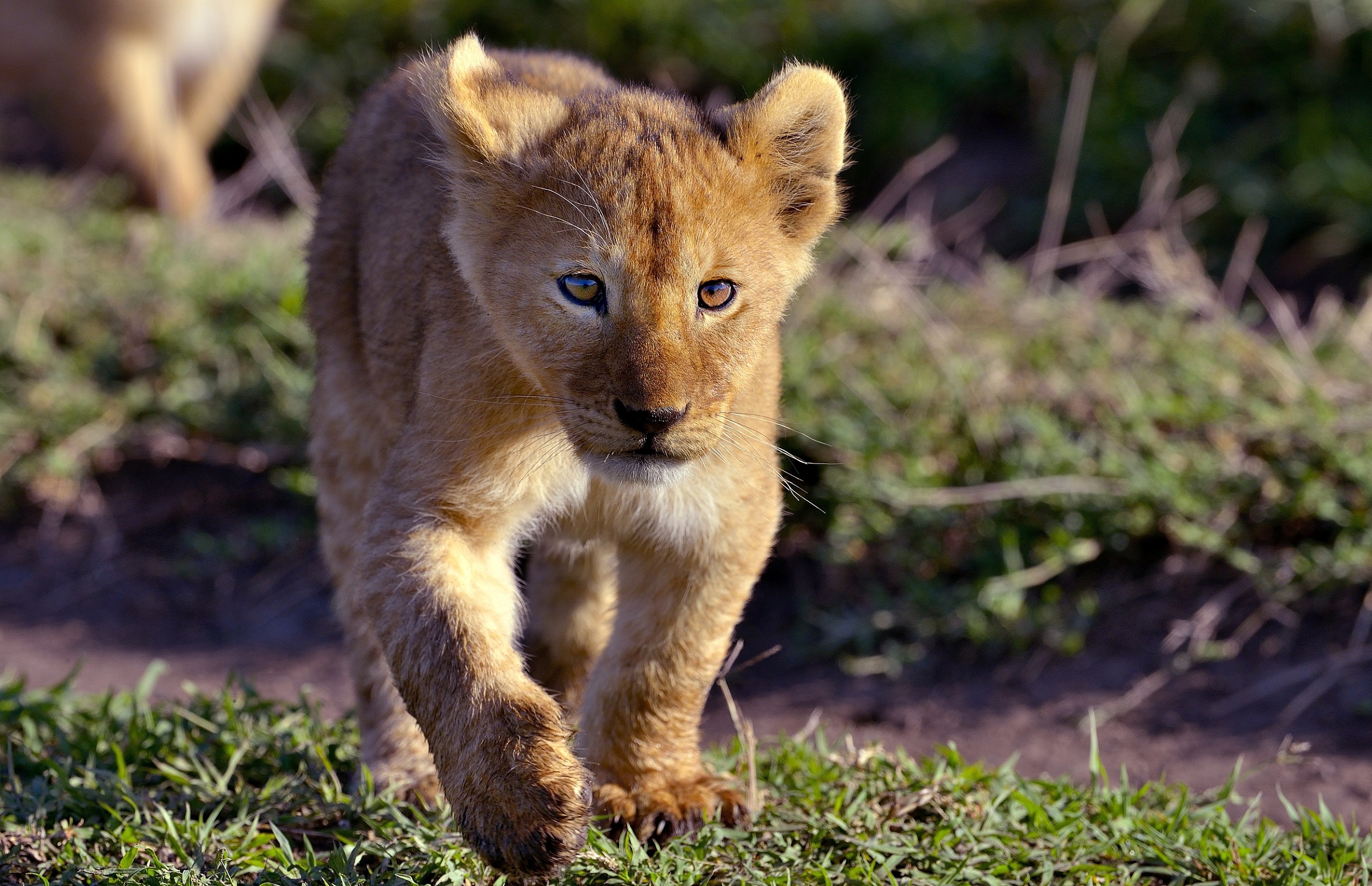 Serengeti - leoncino