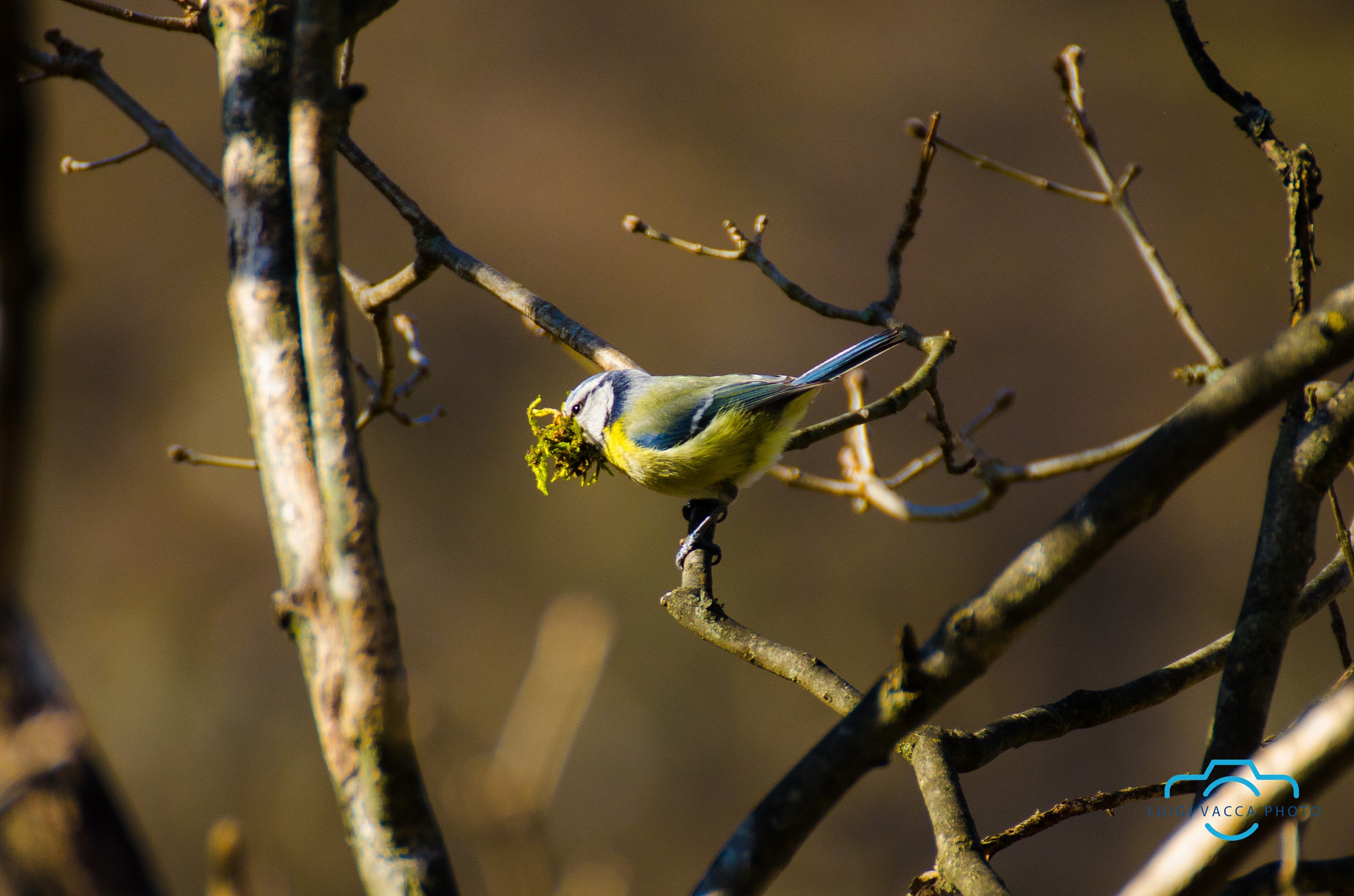 Eccolo qui che fa il nido