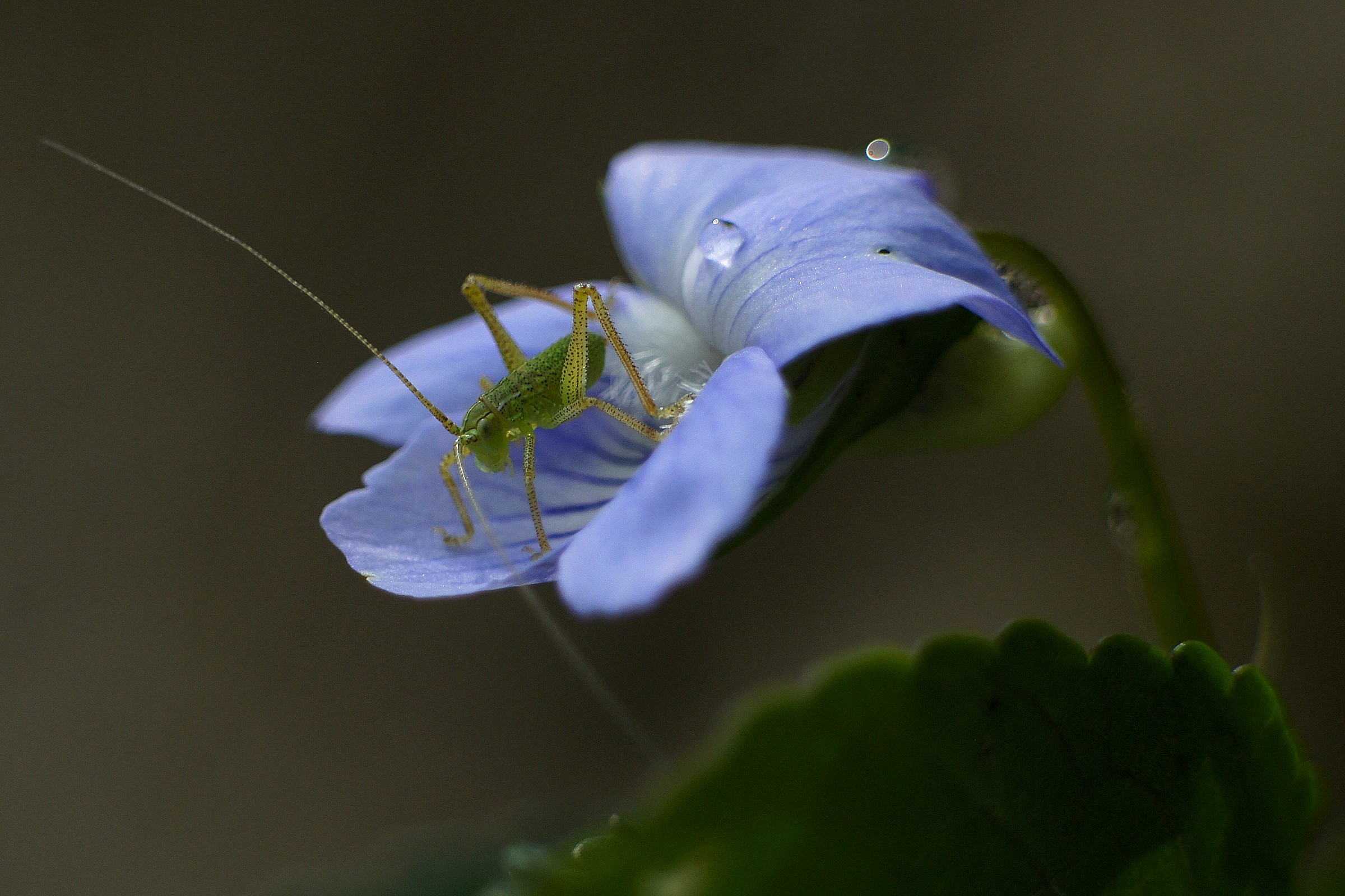 Tettigonia colli euganei