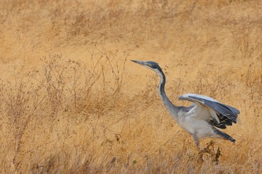 Ardea melanocephala