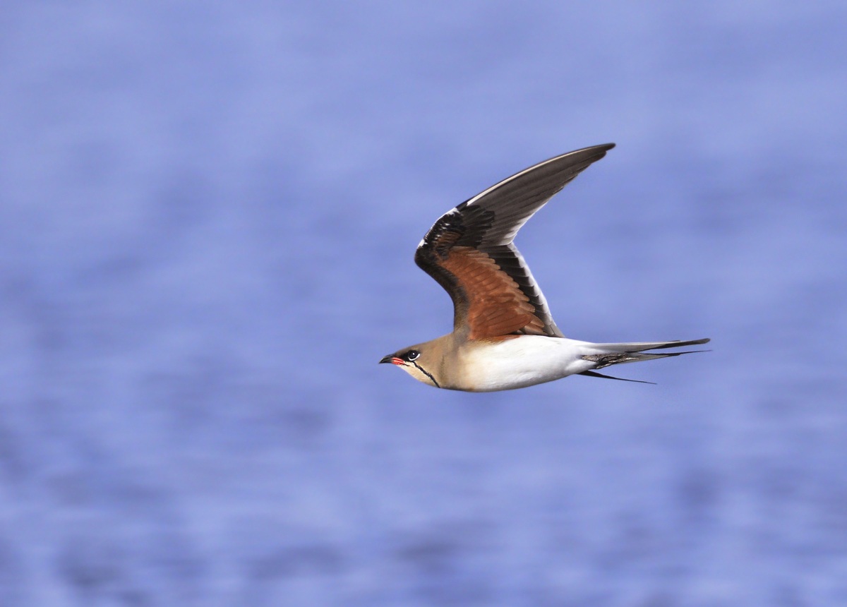 pratincole steering wheel