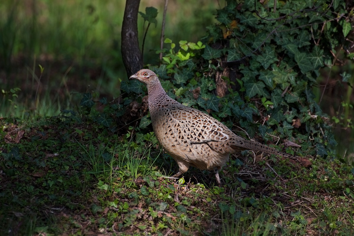 Female Pheasant