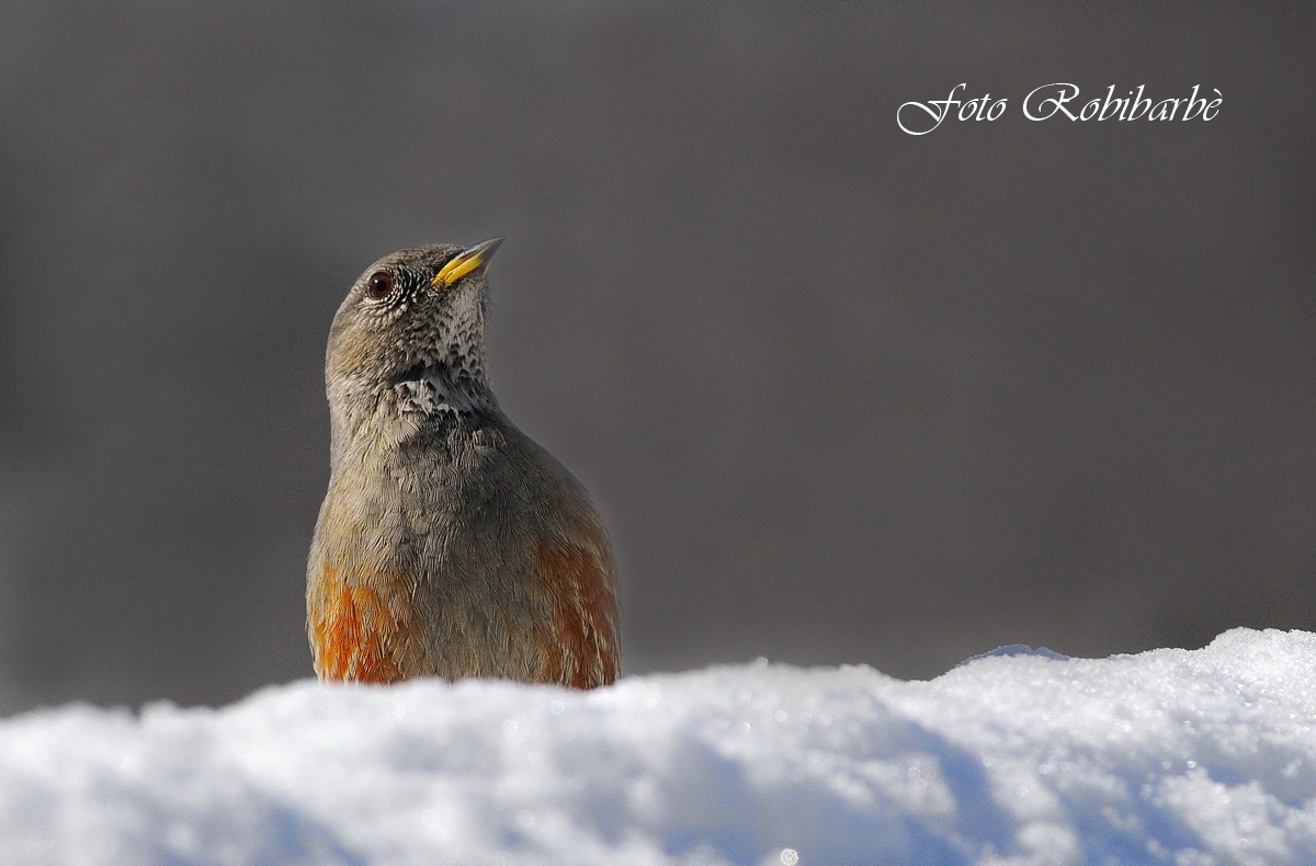 Sordone......mezzobusto....