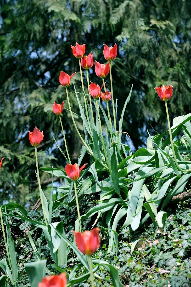 Red tulips