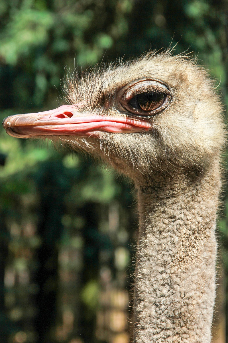 struzzo parco delle cornelle