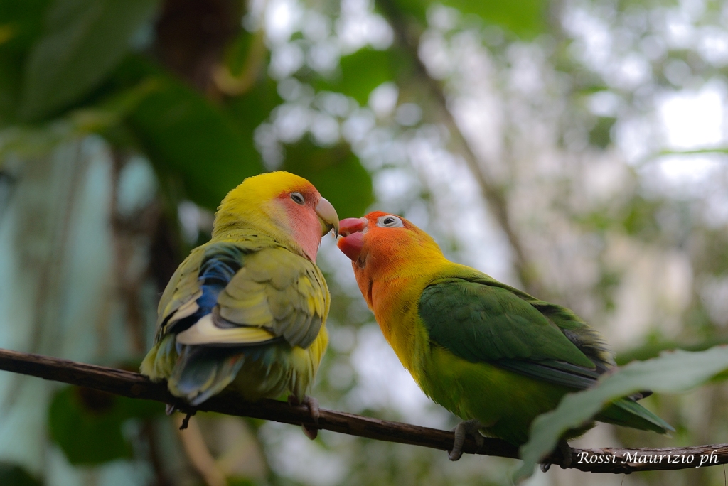 I just want your kiss 2