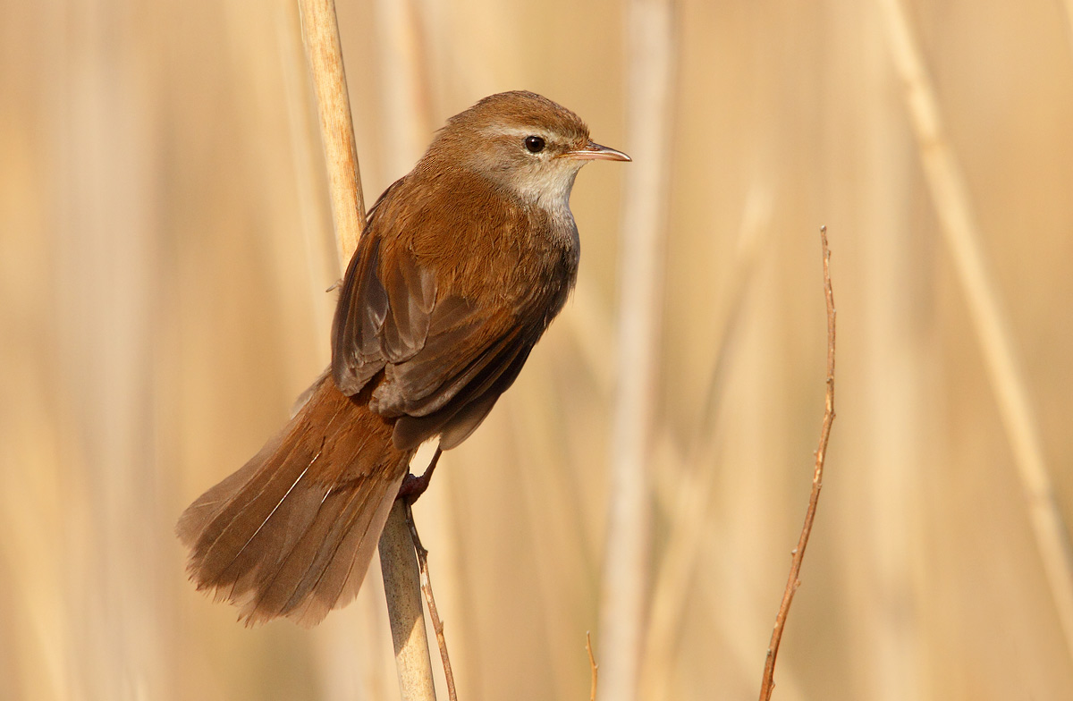 Cetti's Warbler