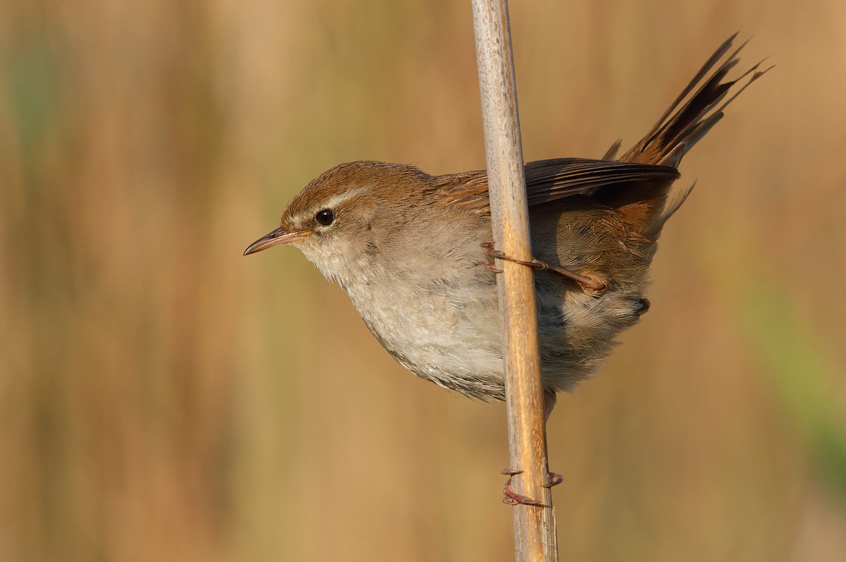 Cetti's Warbler