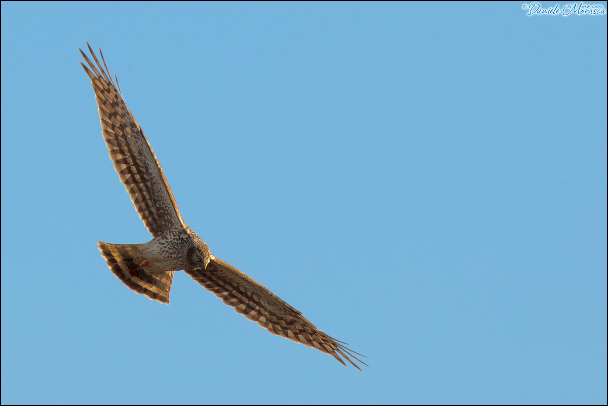 Albanella Reale (Circus cyaneus)