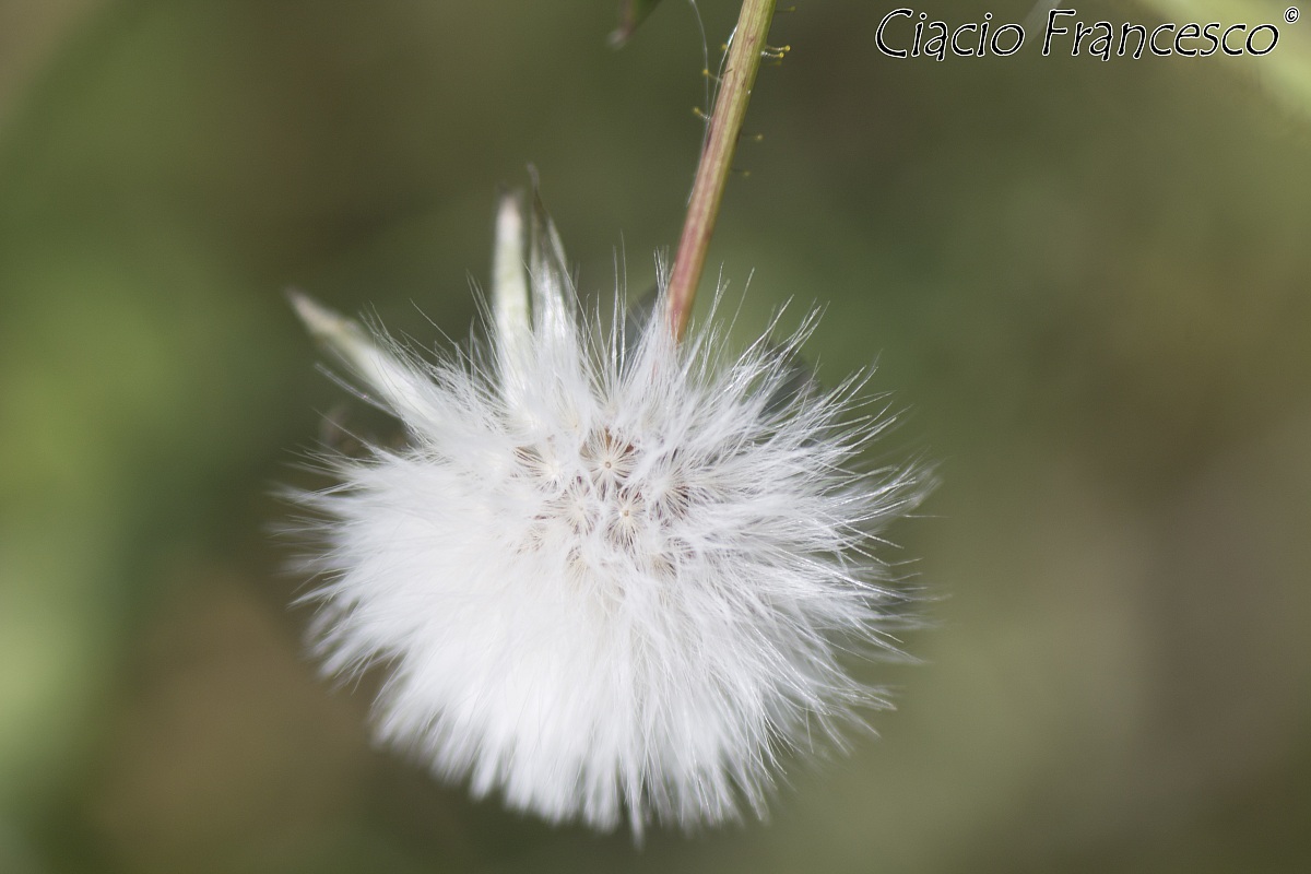 Soffiatemi e io volerò...