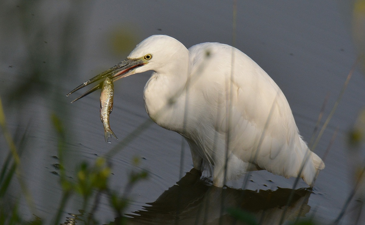 Egret golosetta