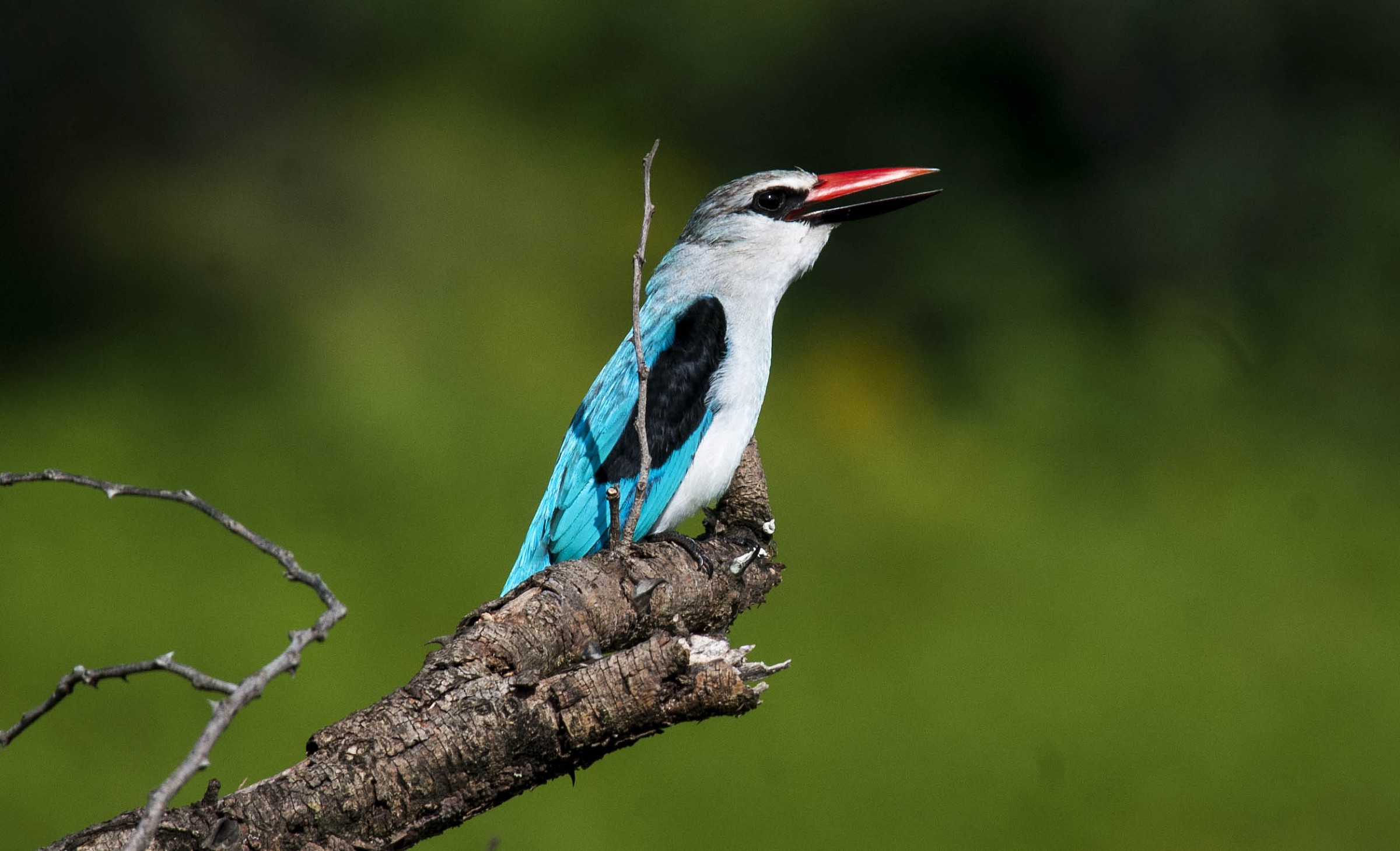 Woodland Kingfisher