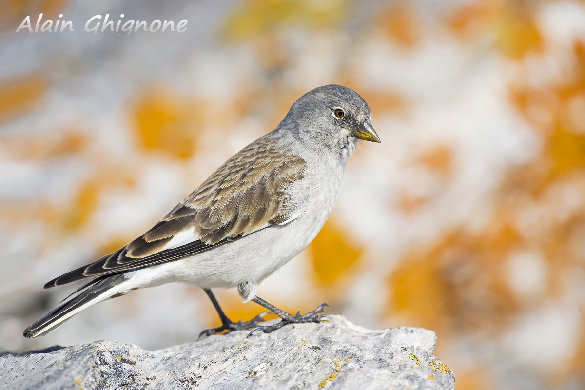 snowfinch