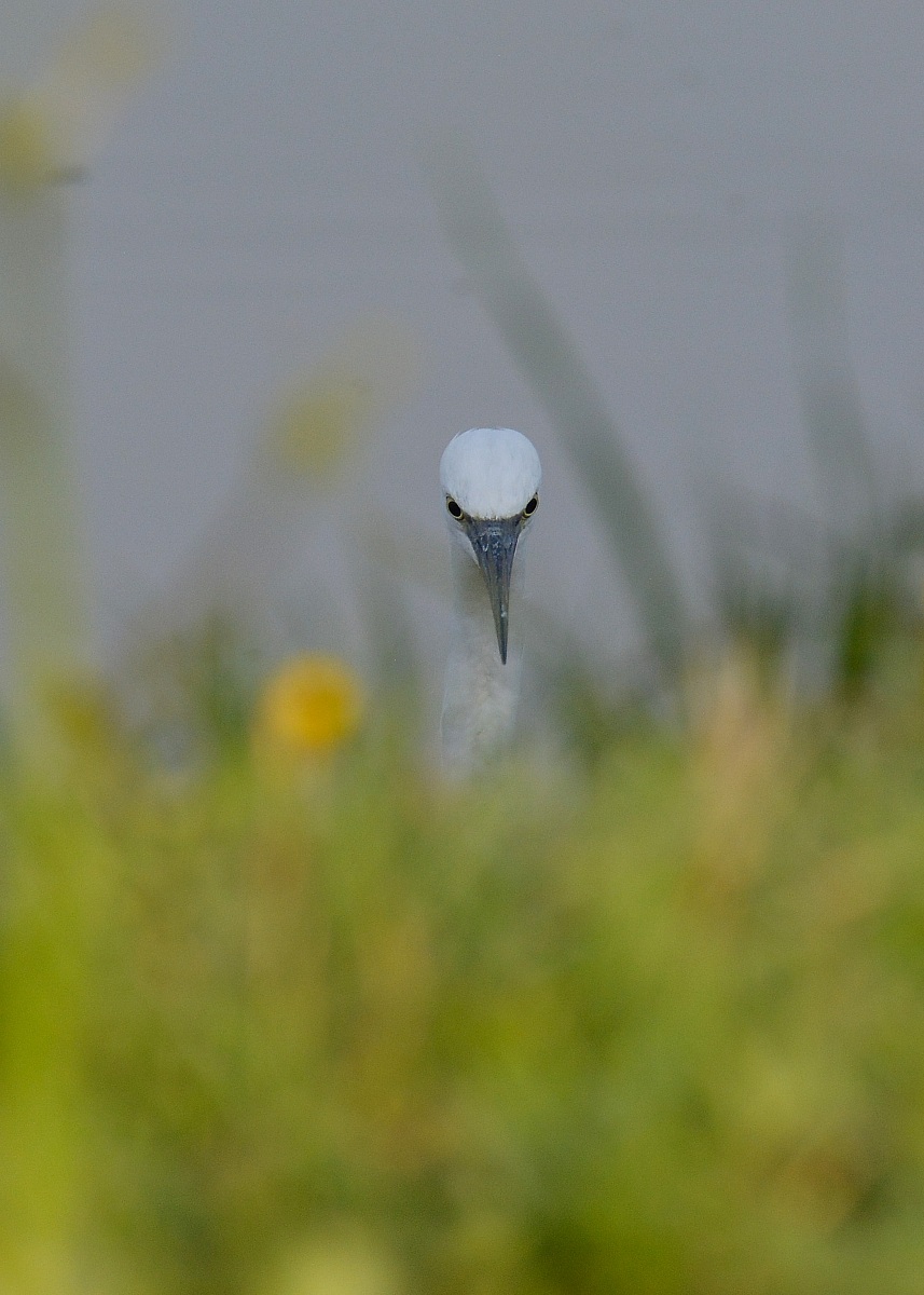 A strange flower ...