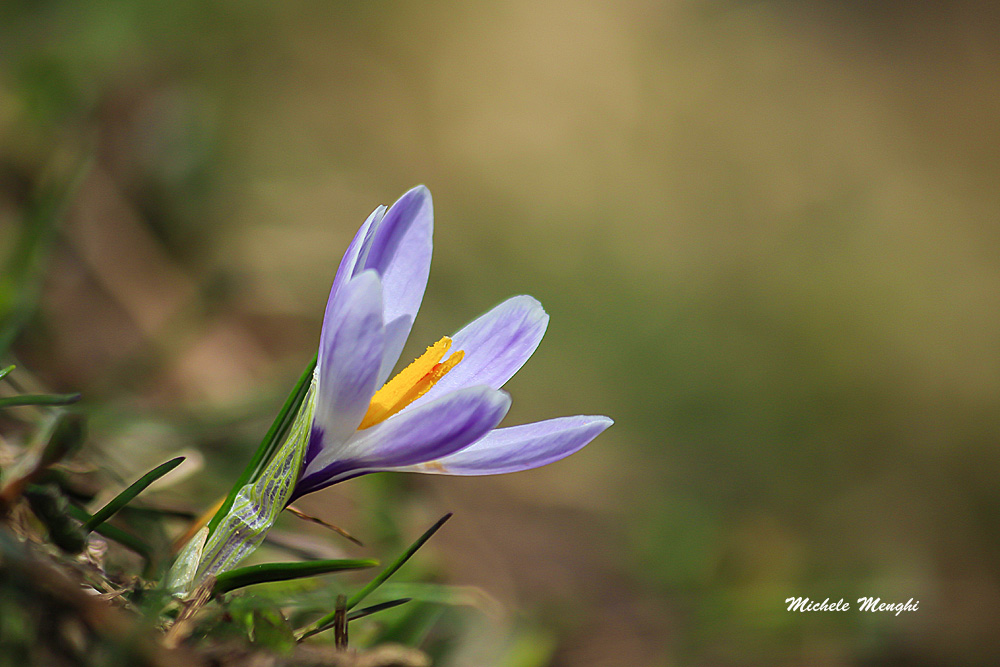 Crocus