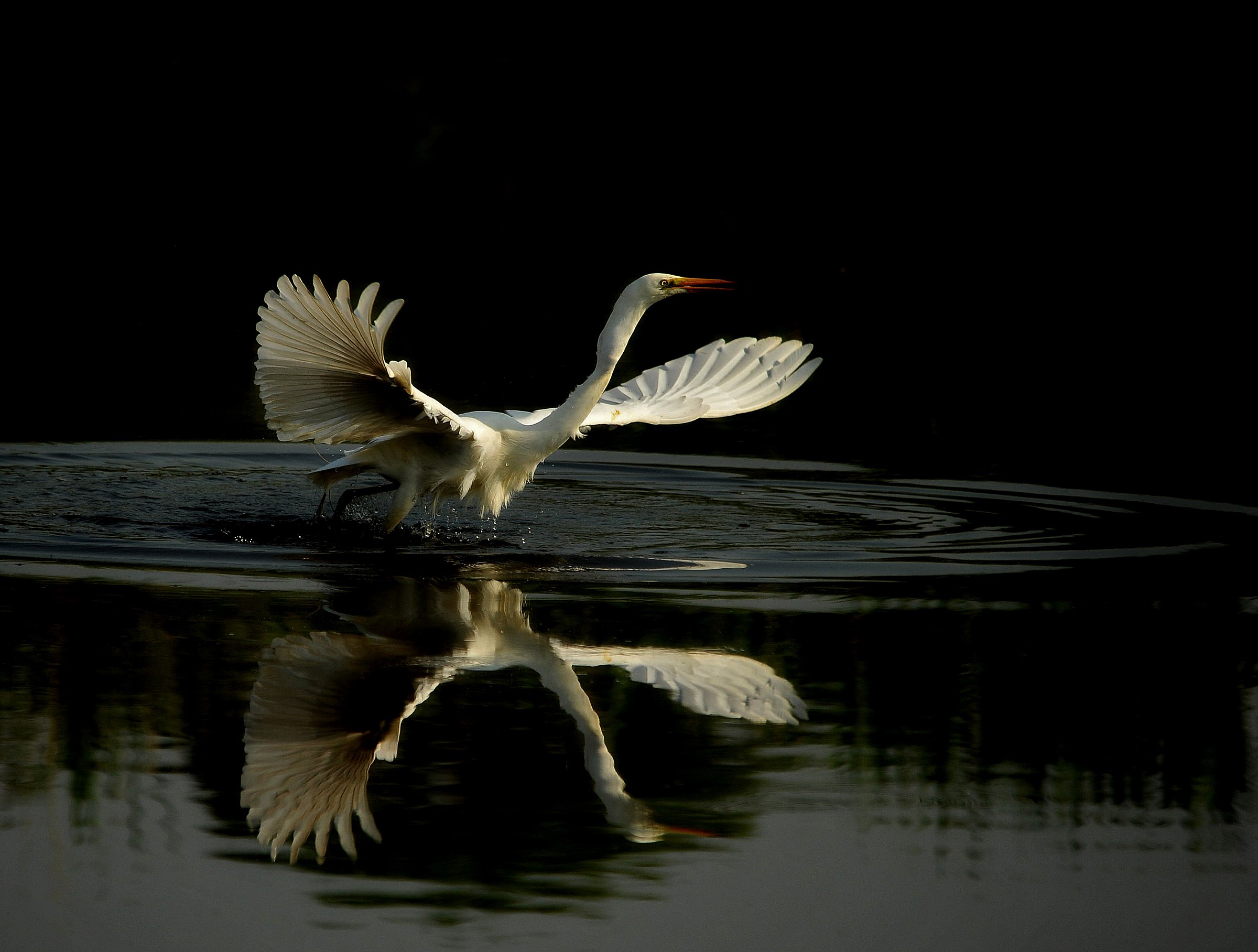 Airone Bianco Maggiore