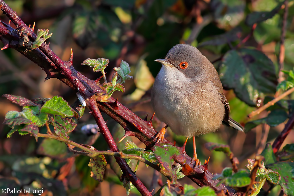 Sardinian Warbler (Sylvia melanocephala)