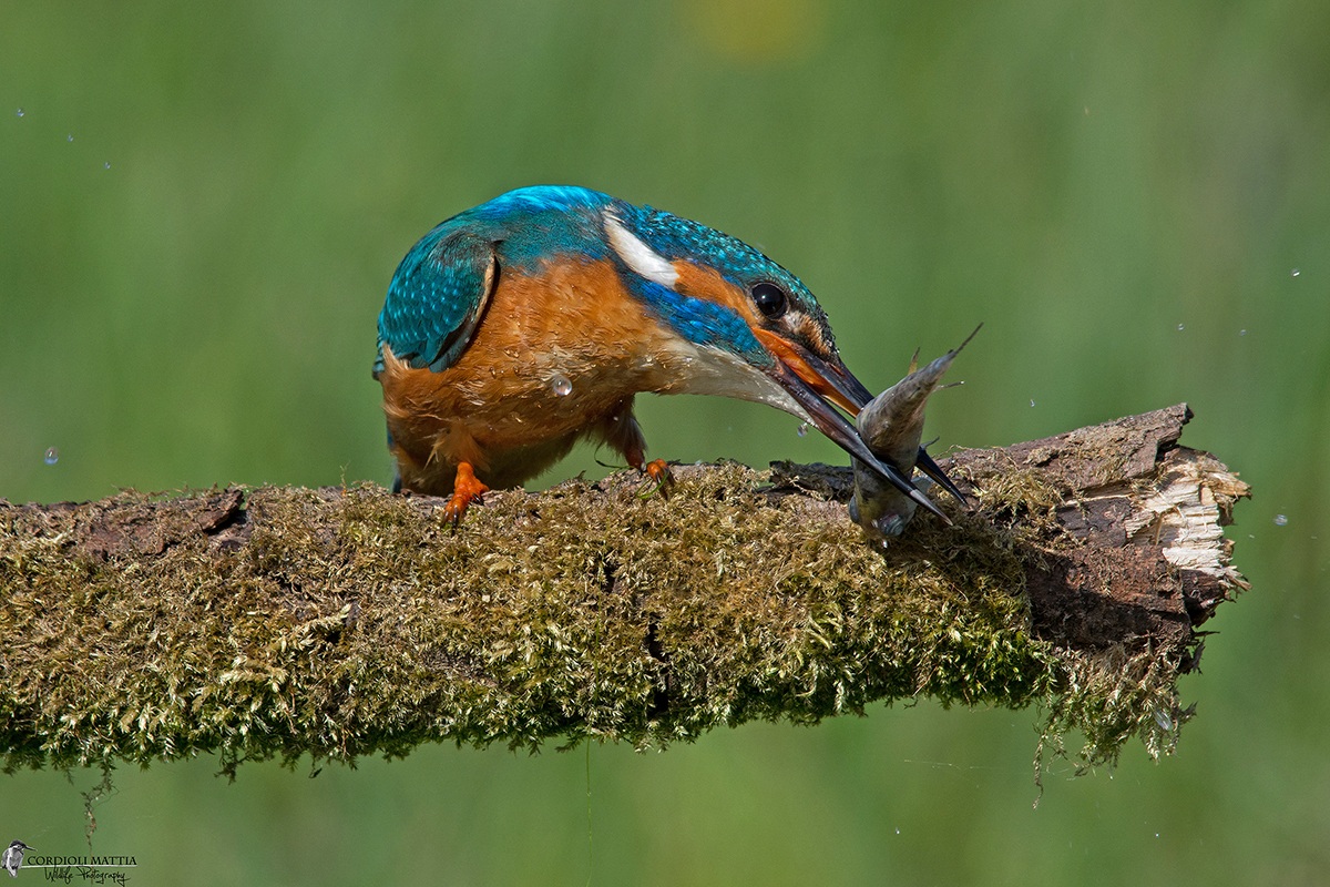 Kingfisher Killer ...